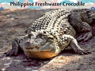 Philippine Freshwater Crocodile
 