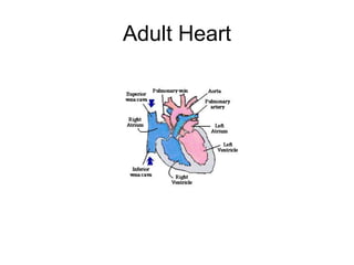 Adult Heart
 