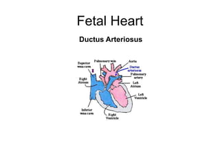 Fetal Heart
Ductus Arteriosus
 