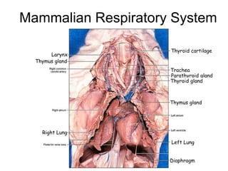 Mammalian Respiratory System
Larynx
Thyroid cartilage
Thymus gland
Trachea
Parathyroid gland
Thyroid gland
Thymus gland
Right Lung
Diaphragm
Left Lung
 