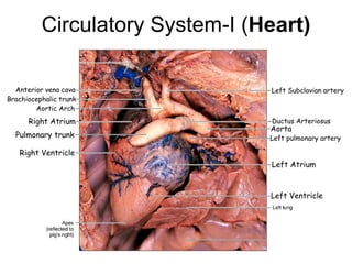 Circulatory System-I (Heart)
Left Atrium
Left Ventricle
Left pulmonary artery
Aorta
Ductus Arteriosus
Left Subclavian artery
Anterior vena cava
Brachiocephalic trunk
Aortic Arch
Right Atrium
Pulmonary trunk
Right Ventricle
 