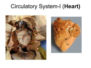 Circulatory System-I (Heart)
 