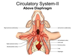 Circulatory System-II
Above Diaphragm
 
