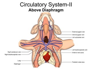Circulatory System-II
Above Diaphragm
 