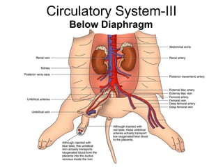 Circulatory System-III
Below Diaphragm
 