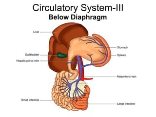 Circulatory System-III
Below Diaphragm
 