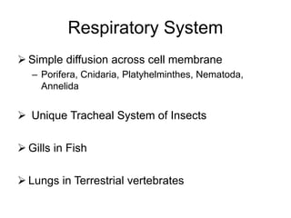 Respiratory System
 Simple diffusion across cell membrane
– Porifera, Cnidaria, Platyhelminthes, Nematoda,
Annelida
 Unique Tracheal System of Insects
 Gills in Fish
 Lungs in Terrestrial vertebrates
 