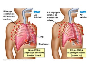 Lung
Diaphragm
Air
inhaled
Rib cage
expands as
rib muscles
contract
Rib cage gets
smaller as
rib muscles
relax
Air
exhaled
EXHALATION
Diaphragm relaxes
(moves up)
INHALATION
Diaphragm contracts
(moves down)
 