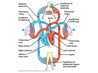 Superior
vena cava
Pulmonary
artery
Capillaries
of right lung
3
7
3
8
9
2
4
11
5
1
10
Aorta
Pulmonary
vein
Right atrium
Right ventricle
Inferior
vena cava
Capillaries of
abdominal organs
and hind limbs
Pulmonary
vein
Left atrium
Left ventricle
Aorta
Capillaries
of left lung
Pulmonary
artery
Capillaries of
head and
forelimbs
 