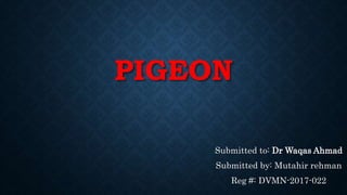 PIGEON
Submitted to: Dr Waqas Ahmad
Submitted by: Mutahir rehman
Reg #: DVMN-2017-022
 