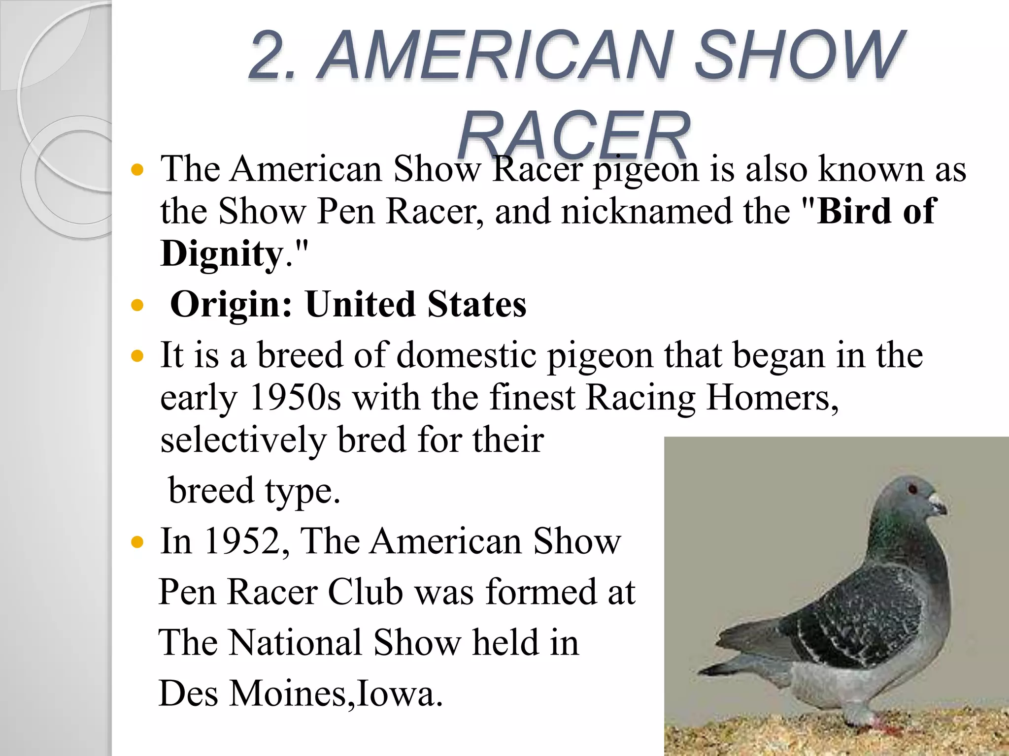 Types Of Racing Pigeons Pigeon breeds | PPTX