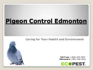 Pigeon Control Edmonton
Caring for Your Health and Environment
Toll Free: 1-866-269-2847
Edmonton: (780)-448-2661
 