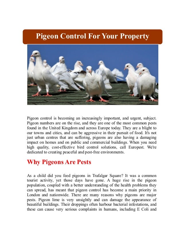 Pigeon Control For Your Property 2014