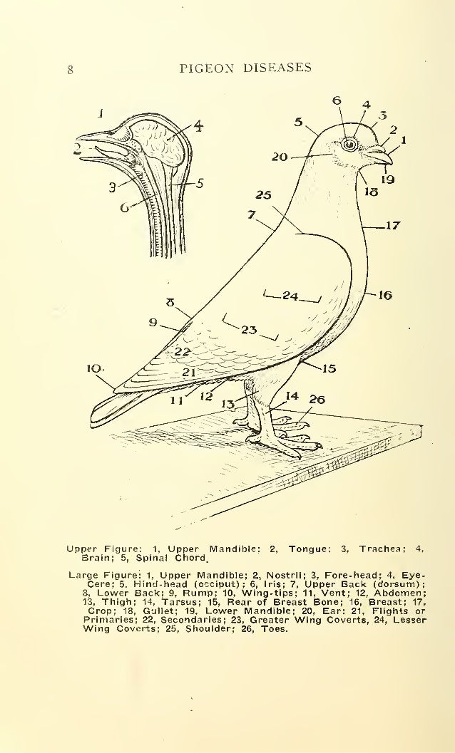pigeon diseases wi00diet