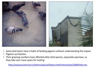 • Some bird-lovers have a habit of feeding pigeons without understanding the impact
• Pigeons are fearless
• Their growing numbers have affected other bird species, especially sparrows, as
they take over more space for nesting
http://www.punemirror.in/others/special/Pigeon-Hell/articleshow/34009104.cms
 