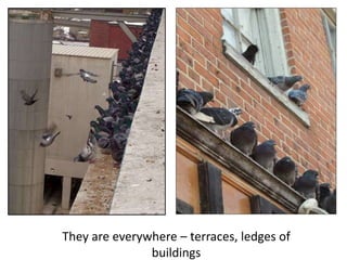 They are everywhere – terraces, ledges of
buildings
 