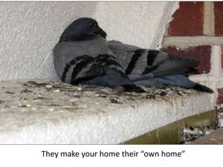 They make your home their “own home”
 