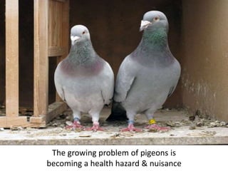 The growing problem of pigeons is
becoming a health hazard & nuisance
 