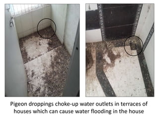 Pigeon droppings choke-up water outlets in terraces of
houses which can cause water flooding in the house
 