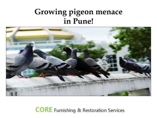Growing pigeon menace
in Pune!
 