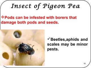 Pigeon pea | PPT