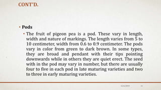 • Pods
• The fruit of pigeon pea is a pod. These vary in length,
width and nature of markings. The length varies from 5 to
10 centimeter, width from 0.6 to 0.9 centimeter. The pods
vary in color from green to dark brown. In some types,
they are broad and pendant with their tips pointing
downwards while in others they are quiet erect. The seed
with in the pod may vary in number, but there are usually
four to five in each pod in late maturing varieties and two
to three in early maturing varieties.
CONT’D.
12/6/2019 11
 