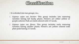 • It is divided into two groups, viz.;
1. Cajanus cajan var. bicolor: This group includes late maturing
varieties having tall bushy plants. Flowers are either yellow or
purple colored. Pods are dark colored with 4-5 seeds.
2. Cajanus cajan var. flavus: This group includes early maturing
varieties having smaller plants. Flowers are yellow colored with
plain pods having 2-3 seeds.
12/6/2019 15
 