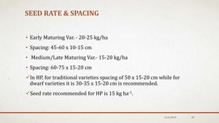 SEED RATE & SPACING
• Early Maturing Var. - 20-25 kg/ha
• Spacing: 45-60 x 10-15 cm
• Medium/Late Maturing Var.- 15-20 kg/ha
• Spacing: 60-75 x 15-20 cm
In HP, for traditional varieties spacing of 50 x 15-20 cm while for
dwarf varieties it is 30-35 x 15-20 cm is recommended.
Seed rate recommended for HP is 15 kg ha-1.
12/6/2019 20
 