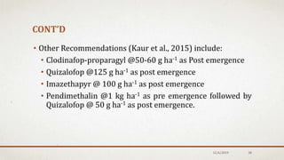 CONT’D
• Other Recommendations (Kaur et al., 2015) include:
• Clodinafop-proparagyl @50-60 g ha-1 as Post emergence
• Quizalofop @125 g ha-1 as post emergence
• Imazethapyr @ 100 g ha-1 as post emergence
• Pendimethalin @1 kg ha-1 as pre emergence followed by
Quizalofop @ 50 g ha-1 as post emergence.
12/6/2019 30
 