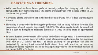 HARVESTING & THRESHING
• With two third to three fourth pods at maturity judged by changing their color to
brown is the best harvesting time. The plants are usually cut with a sickle within 75-25
cm above the ground.
• Harvested plants should be left in the field for sun drying for 3-6 days depending on
season.
• Threshing is done either by beating the pods with stick or using Pullman thresher. The
proportion of seed to pods is generally 50-60%. The clean seeds should be sun dried
for 3-4 days to bring their moisture content at 9-10% to safely store in appropriate
bins.
• To avoid further development of bruchids and other storage pests, it is recommended
to fumigate the storage material before onset of monsoon and again after the monsoon
with ALP @ 1-2 tablets per ton. The small quantity of the produce can also be
protected by mixing inert material (soft stone, lime, ash, etc.) or by smearing
edible/non-edible vegetable oils or by mixing plant products like neem leaf powder at
the rate of 1-2% w/w basis.
12/6/2019 32
 