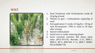 WILT
1. Seed Treatment with Trichoderma viride @
10 g/kg of seed
2. Thiram (2 gm) + Carbendazim (1gm)/kg of
seed
3. Soil application-T. viride–2.5 kg/ha + 50 kg of
well decomposed FYM or sand at 30 days
after sowing
4. Uproot wilted plants
5. Avoid over or under watering plants
6. Grow resistant varieties like Amar, Azad,
Asha (IPCL-87119), Maruthi, C-11, BDN-1,
BDN-2, NP-5, JKM-189, C-11, JKM-7, BSMR-
853 & BSMR-736
12/6/2019 35
 
