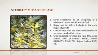 STERILITY MOSAIC DISEASE
1. Spray Fenazaquin 10 EC (Magister) @ 1
ml/liter of water on 45 and 60 DAS
2. Rogue out the infected plants in the early
stages of growth
3. Crop rotation with non host crop like tobacco,
sorghum, pearl millet, cotton
4. Grow resistant varieties like Pusa-885, Asha,
Sharad (DA11),Narendra Arhar1, Bahar,
BSMR-853, BSMR 736, Rajeev Lochan, BDN-
708
12/6/2019 36
 