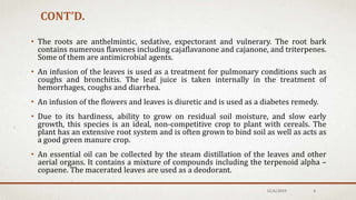CONT’D.
• The roots are anthelmintic, sedative, expectorant and vulnerary. The root bark
contains numerous flavones including cajaflavanone and cajanone, and triterpenes.
Some of them are antimicrobial agents.
• An infusion of the leaves is used as a treatment for pulmonary conditions such as
coughs and bronchitis. The leaf juice is taken internally in the treatment of
hemorrhages, coughs and diarrhea.
• An infusion of the flowers and leaves is diuretic and is used as a diabetes remedy.
• Due to its hardiness, ability to grow on residual soil moisture, and slow early
growth, this species is an ideal, non-competitive crop to plant with cereals. The
plant has an extensive root system and is often grown to bind soil as well as acts as
a good green manure crop.
• An essential oil can be collected by the steam distillation of the leaves and other
aerial organs. It contains a mixture of compounds including the terpenoid alpha –
copaene. The macerated leaves are used as a deodorant.
12/6/2019 4
 