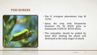POD BORERS
• Use H. armigera pheromone trap @
12/ha
• Spray the crop with Emamectin
benzoate 5% SG @220 g/ha. or
Indoxacarb 15.8% SC @333 ml/ha
• The caterpillar should be picked by
hand after shaking the plants and
destroyed in the early stages of attack.
12/6/2019 40
 