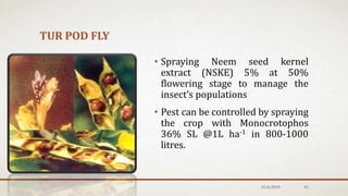 TUR POD FLY
12/6/2019 41
• Spraying Neem seed kernel
extract (NSKE) 5% at 50%
flowering stage to manage the
insect’s populations
• Pest can be controlled by spraying
the crop with Monocrotophos
36% SL @1L ha-1 in 800-1000
litres.
 