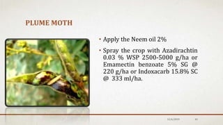 PLUME MOTH
12/6/2019 42
• Apply the Neem oil 2%
• Spray the crop with Azadirachtin
0.03 % WSP 2500-5000 g/ha or
Emamectin benzoate 5% SG @
220 g/ha or Indoxacarb 15.8% SC
@ 333 ml/ha.
 