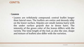 • Leaves
• Leaves are trifoliately compound; central leaflet longer
than lateral ones. The leaflets are entire and densely silky
on the lower surface. Stipules are small; lamina hairy with
the under surface grayish due to dense hairs. The
intensity of the green color of the leaves differs with the
variety. The total length of the leaf, as also the size, shape
and texture of leaflets also differ with the varieties.
CONT’D.
12/6/2019 9
 