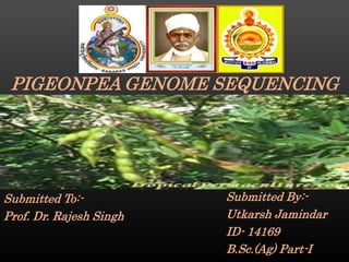 Submitted To:-
Prof. Dr. Rajesh Singh
Submitted By:-
Utkarsh Jamindar
ID- 14169
B.Sc.(Ag) Part-I
PIGEONPEA GENOME SEQUENCING
 