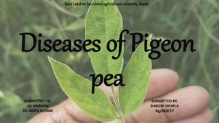 Diseases of Pigeon
pea
Rani Lakshmi bai central agriculturaluniversity,jhansi
SUBMITTED TO:
Dr. VAIBHAV
Dr. ANITA PUYAM
SUBMITTED BY:
SHALINI SHUKLA
Ag/063/17
 