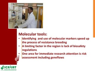 Pigeonpea in ESA - A story of two decades