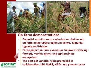 Pigeonpea in ESA - A story of two decades