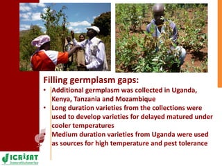 Pigeonpea in ESA - A story of two decades