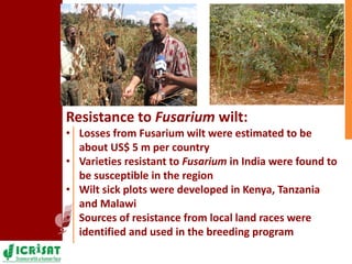 Pigeonpea in ESA - A story of two decades