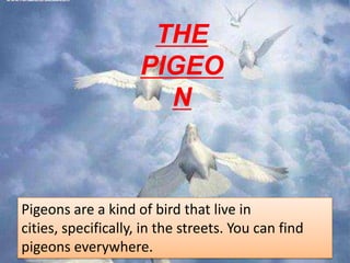THE
                     PIGEO
                       N



Pigeons are a kind of bird that live in
cities, specifically, in the streets. You can find
pigeons everywhere.
 