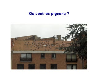 Où vont les pigeons ? 