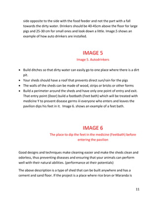 11
side opposite to the side with the food feeder and not the part with a fall
towards the dirty water. Drinkers should be 40-45cm above the floor for large
pigs and 25-30 cm for small ones and look down a little. Image.5 shows an
example of how auto drinkers are installed.
IMAGE 5
Image 5. Autodrinkers
 Build ditches so that dirty water can easily go to one place where there is a dirt
pit.
 Your sheds should have a roof that prevents direct sun/rain for the pigs
 The walls of the sheds can be made of wood, strips or bricks or other forms
 Build a perimeter around the sheds and have only one point of entry and exit.
That entry point (Door) build a footbath (Feet bath) which will be treated with
medicine Y to prevent disease germs iii everyone who enters and leaves the
pavilion dips his feet in it. Image 6. shows an example of a feet bath.
IMAGE 6
The place to dip the feet in the medicine (Feetbath) before
entering the pavilion
Good designs and techniques make cleaning easier and make the sheds clean and
odorless, thus preventing diseases and ensuring that your animals can perform
well with their natural abilities. (performance at their potentials)
The above description is a type of shed that can be built anywhere and has a
cement and sand floor. If the project is a place where rice bran or Maranda is
 