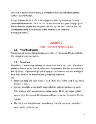 12
available in abundance and easily, a breeder can build a good fattening shed
without a cement floor.
Image. 7 shows the form of a breeding system called Pig Innovative Growing
System (PIGS) that uses rice bran. This system is simple and gives the pig a good
environment to be peaceful and grow fast. This system has a pond on one side
and feeders on the other side and in the middle is a pit filled with
donkeys/marandas
IMAGE 7
Image 7: Bran sheds for fattening pigs
3.2. Preventing Diseases
Productive pig farming takes disease prevention very seriously. This principle has
the following important points:
3.2.1. Cleanliness
Cleanliness is a necessary and very important issue in the pig project. Cleanliness
prevents disease germs from breeding and thus prevents diseases from entering
the pig project. If given enough space, a pig is a clean animal and very intelligent
than most animals. He will choose only one place to pollute.
So,
 Clean with soap and clean water at least 1 time a day in the shed. If you do it 2
times, it is better.
 Animals should be washed with soap and clean water at least once a week.
After washing with soap and water, spray amitraz 12.5% every area to take
care of their skin against skin diseases and insects that can live on the skin like
mange.
 The dirt drains should also be cleaned every time the sheds are cleaned to
send the dirt to the dirt pit
 