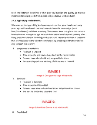 20
seed. The history of the animal is what gives you its origin and quality. So it is very
important to buy pig seeds from a good and productive seed producer.
3.4.1. Type of pig seeds (Breeds)
When we say the type of Pig Seeds we mean those that were developed many
years ago and found seeds that are known to have the same origin (pure
lines/Pure breeds) and there are many. These seeds were brought to this country
by missionaries many years ago. Most of these seeds have lost their potency after
being produced without following production rules. Here we will look at the seeds
that are most used in the world in commercial pig breeding and that have been
able to reach this country.
i. Largewhite or Yorkshire
 His origin is England
 They are white and have a large body as the name implies
 Females have a lot of milk and are good babysitters
 Ears standing up is the meaning of shire there at the end.
IMAGE 8
Image 8. One year old large white male
ii. Landrace
 His origin is Denmark
 They are white, thin and tall
 Females have more milk and are better babysitters than others
 The ears lie forward to cover the face
IMAGE 9:
Image 9: Landrace female at six months old
iii. Saddleback
 