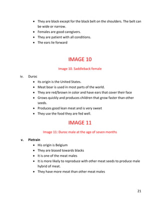 21
 They are black except for the black belt on the shoulders. The belt can
be wide or narrow.
 Females are good caregivers.
 They are patient with all conditions.
 The ears lie forward
IMAGE 10
Image 10. Saddleback female
iv. Duroc
 Its origin is the United States.
 Meat boar is used in most parts of the world.
 They are red/brown in color and have ears that cover their face
 Grows quickly and produces children that grow faster than other
seeds.
 Produces good lean meat and is very sweet
 They use the food they are fed well.
IMAGE 11
Image 11: Duroc male at the age of seven months
v. Pietrain
 His origin is Belgium
 They are biased towards blacks
 It is one of the meat males
 It is more likely to reproduce with other meat seeds to produce male
hybrid of meat.
 They have more meat than other meat males
 