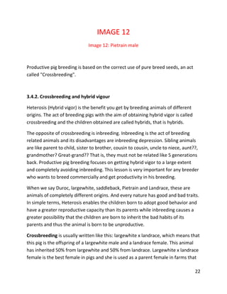22
IMAGE 12
Image 12: Pietrain male
Productive pig breeding is based on the correct use of pure breed seeds, an act
called "Crossbreeding".
3.4.2. Crossbreeding and hybrid vigour
Heterosis (Hybrid vigor) is the benefit you get by breeding animals of different
origins. The act of breeding pigs with the aim of obtaining hybrid vigor is called
crossbreeding and the children obtained are called hybrids, that is hybrids.
The opposite of crossbreeding is inbreeding. Inbreeding is the act of breeding
related animals and its disadvantages are inbreeding depression. Sibling animals
are like parent to child, sister to brother, cousin to cousin, uncle to niece, aunt??,
grandmother? Great-grand?? That is, they must not be related like 5 generations
back. Productive pig breeding focuses on getting hybrid vigor to a large extent
and completely avoiding inbreeding. This lesson is very important for any breeder
who wants to breed commercially and get productivity in his breeding.
When we say Duroc, largewhite, saddleback, Pietrain and Landrace, these are
animals of completely different origins. And every nature has good and bad traits.
In simple terms, Heterosis enables the children born to adopt good behavior and
have a greater reproductive capacity than its parents while inbreeding causes a
greater possibility that the children are born to inherit the bad habits of its
parents and thus the animal is born to be unproductive.
Crossbreeding is usually written like this: largewhite x landrace, which means that
this pig is the offspring of a largewhite male and a landrace female. This animal
has inherited 50% from largewhite and 50% from landrace. Largewhite x landrace
female is the best female in pigs and she is used as a parent female in farms that
 